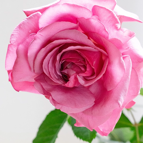 品種名COMING SOON